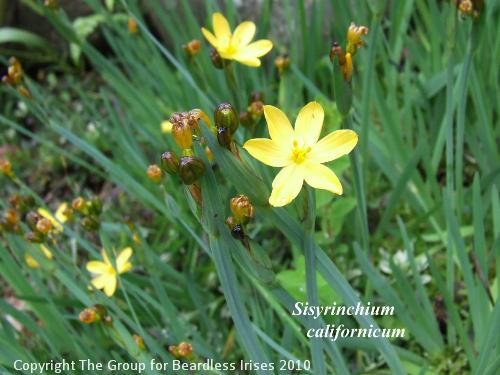 Sisyrinchium californicum